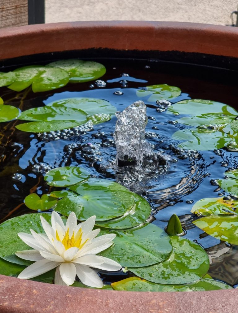 POND SEASON IS HERE!