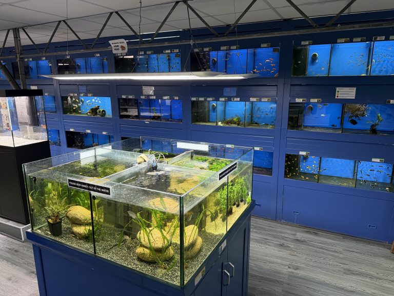 New Tropical Fish Now For Sale!