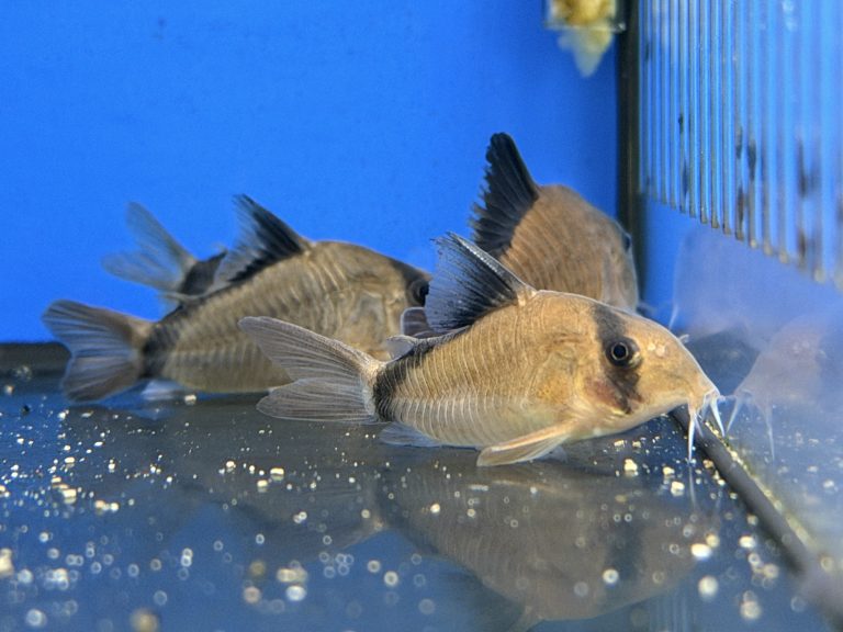 Mini Tropical Fish Delivery